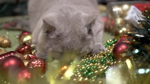 クリスマスの装飾やクリスマスのおもちゃで遊ぶ遊び心のある国内猫 ふわふわの灰色の英国の猫は柔らかい敷物の上にあり 歯でガーランドをかむ 床にビーズ クリスマスの背景 ペットゲーム — ストック動画
