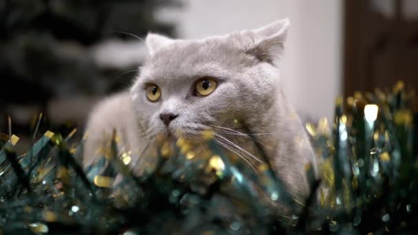 床の上のガーランド クリスマスの装飾で怖がらせカウンティング猫は隠れます クリスマスの背景に目を大きく開いて恐怖の小児英国の猫の肖像画 ふわふわのガーランドからクリスマスの装飾 — ストック動画