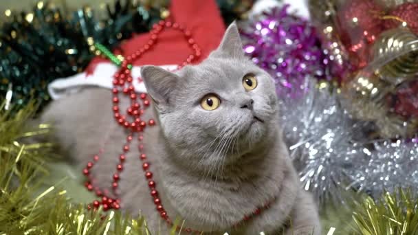 毛绒绒的猫坐在圣诞装饰和圣诞树玩具的堆里 靠近点灰白纯正的英国猫在圣诞背景下休息的肖像 装饰品 家居装饰 慢动作 — 图库视频影像