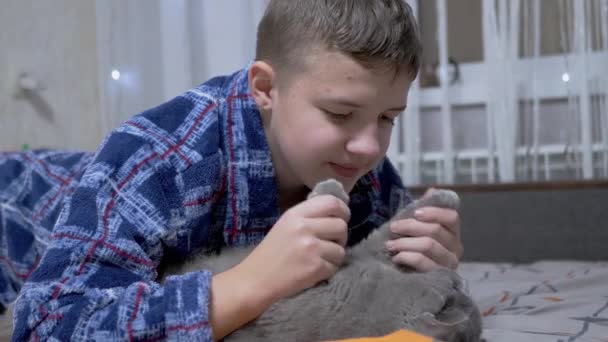 在卧室里躺在床上与毛茸茸的灰猫玩耍的笑脸男孩 一个穿着睡衣的孩子抚摸着他心爱的宠物的爪子 拥抱着它 与宠物的爱 感情和友谊 — 图库视频影像