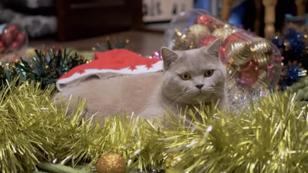 Pluizige Kat Zittend Een Oogst Van Kerstversieringen Kerstboom Speelgoed Sluit — Stockvideo
