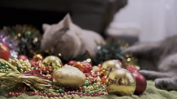 クリスマスの装飾とクリスマスのおもちゃで遊ぶ2つの遊び心のある猫 ボール クリスマスの背景 ふわふわの灰色のイギリスの猫は ぼやけた背景にガーランドを噛みます ペットゲーム クリスマス — ストック動画