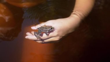 Yaklaş, Çocuk Gölde Yüzerken Su Altında Bir Kurbağayla Oynuyor. Benekli kurbağa, güneşin altında çocuğun elinde oturur ve hızla uzaklaşır. Vahşi yaşam. Keşif. Çocukluk. Güneşli bir gün.