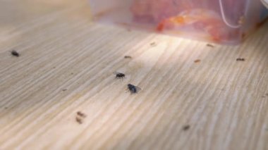 Bir grup Karınca ve İki Sinek Açık havada yiyecek arayışında bir tahta yüzeyde sürünüyorlar. Böcekler. Güneş ışığı. Yemek artıkları. Tahta masa, arka plan. Seçici odaklanma, bulanık hareket. Vahşi yaşam, yakın plan. Doğa.