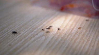 Bir grup Karınca ve Sinek Güneş 'te Yiyecek Arayışında Ahşap Yüzeyde Sürünüyor. Böcekler. Güneş ışığı. Yemek artıkları. Tahta masa, arka plan. Açık havada. Seçici odaklanma, bulanık hareket. Vahşi yaşam, yakın plan..