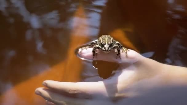 在阳光下 带着一只捕获的斑点青蛙在河里给孩子洗澡 在明亮的阳光下 一只绿色的青蛙坐在一只手指上 呼吸着 看着相机 阳光灿烂的日子 反映在水中 — 图库视频影像