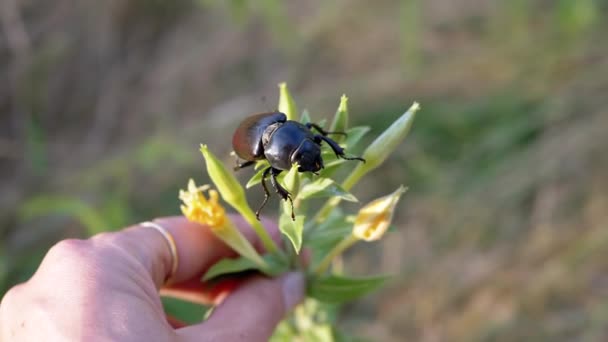 Hand Holding Wild Flower Dead Stag Beetle Blurred Nature Background — Vídeo de Stock