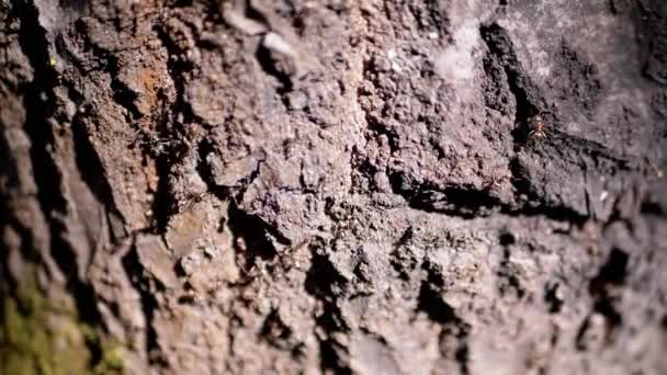 Close Colônia Formigas Marrons Rasteja Casca Uma Árvore Coberta Com — Vídeo de Stock