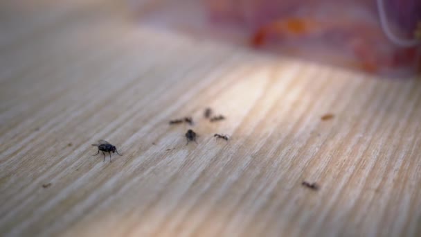 Ομάδα Μυρμηγκιών Και Δύο Μύγες Σύρετε Μια Ξύλινη Επιφάνεια Αναζήτηση — Αρχείο Βίντεο