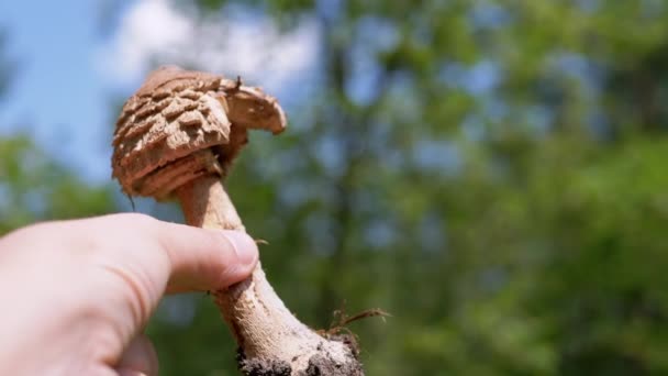 Hand Holding Poisonous Mushroom Blurred Background Trees Blue Sky Close — Stock Video