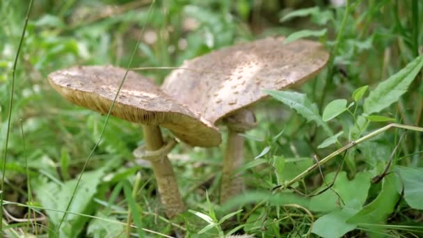 버섯은 숲에서 두꺼운 잔디에서 사이드 텍스처요 창백한 Toadstool 라멜라 위험한 — 비디오
