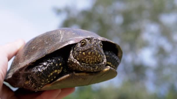 Close European Pond Turtle Hands Blurred Green Background Nature Uma — Vídeo de Stock