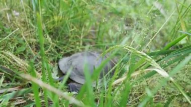 Kaplumbağa Yeşil Çimen boyunca nehre doğru sürünüyor. Arkadan bak. Yakın plan. Avrupa gölet kaplumbağası pençelerini hareket ettirir, etrafa bakar. Güneşli bir yaz gününde ormanda doğa içinde yürümek. Bulanık hareket.