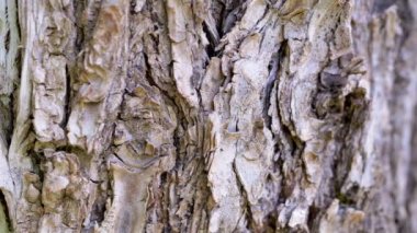 Yaklaş, Yaşlı Kuru Ağaç Kabuğu ve Sürünen Karıncalar. Çam ağacı. Kamera ağaç gövdesi boyunca hareket ediyor. Kaba doğal doku, yapısal ahşap. Bulanık hareket. Doğa geçmişi. Güneş ışığı. Soyut.