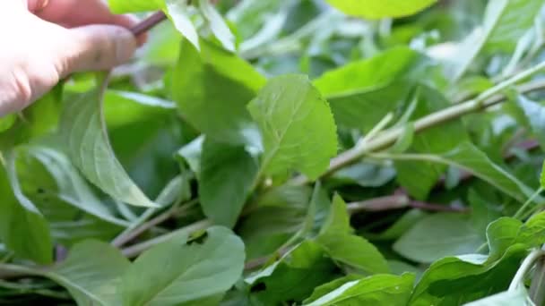 Mãos Fazendeiro Que Classificam Folhas Verdes Frescas Hortelã Colheita Livre — Vídeo de Stock