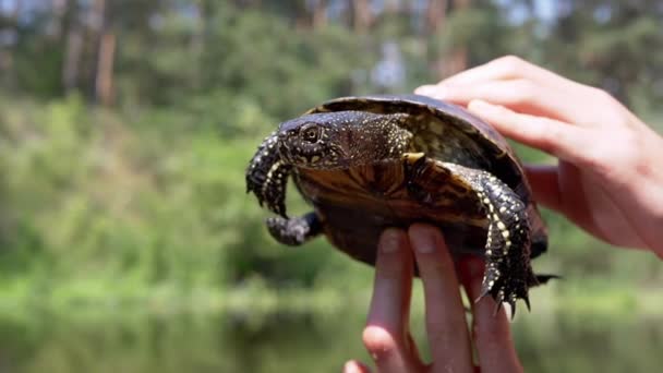 Bulanık Bir Nehir Altında Avrupa Göleti Kaplumbağası Tutan Erkek Eller — Stok video