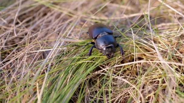 Dead Stag Beetle Ligt Thick Green Dry Grass Woods Wazige — Stockvideo