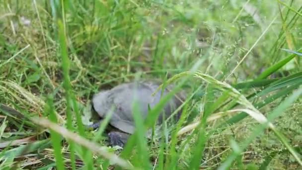 거북이는 두꺼운 잔디를 크롤링 뒤보기 클로즈업 유럽의 거북이는 움직이고 주위를 — 비디오