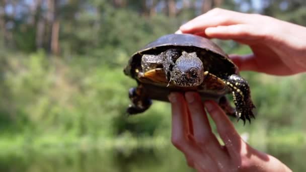 Mâini Masculine Ținând Broască Țestoasă Europeană Fundal Neclar Unui Râu — Videoclip de stoc