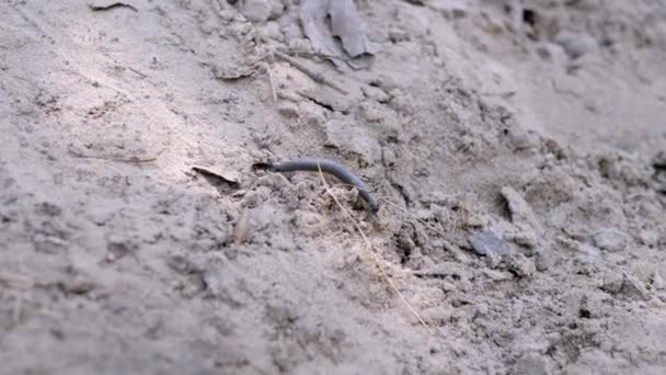 Centopiedi Nero Striscia Sulla Sporca Sabbia Bagnata Allentata Sole Concentrazione — Video Stock