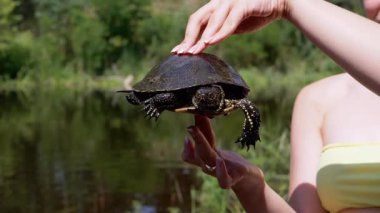 Avrupa Gölet Kaplumbağası Tutan Kadın Eller Bulanık Nehir Altında. Yakalanmış bir kaplumbağa sürünür, kafasını kabuğundan çıkarır pençelerini ve bakışlarını hareket ettirir. Güneşli yaz günü, günbatımı, güneş parlıyor.