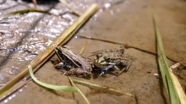 Two Green Frogs Sitting River Bank Water Flying Midges Ants — Stock Video