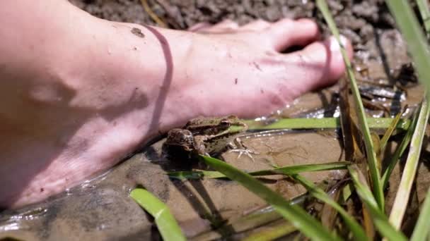 Green Frog Zittend Reeds River Bank Met Vliegende Muggen Vlakbij — Stockvideo