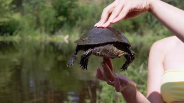 Avrupa Gölet Kaplumbağası Tutan Kadın Eller Bulanık Nehir Altında. Yakalanmış bir kaplumbağa sürünür, kafasını kabuğundan çıkarır pençelerini ve bakışlarını hareket ettirir. Güneşli yaz günü, günbatımı, güneş parlıyor.