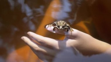 Nehirde Yüzen Çocuk, Güneş Işığında Yakalanmış Kurbağa Tutuyor. Açık havada. Parlak güneş ışınları altında yeşil bir kurbağa parmağına oturur, nefes alır ve kameraya bakar. Güneşli bir gün. Suya yansıyan.