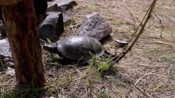태양의 사이에 숲에서 건조한 잔디에서 거북이 크롤링 바베큐를위한 거북이 주위를 — 비디오