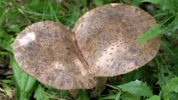 버섯은 숲에서 두꺼운 잔디에서 텍스처요 창백한 Toadstool 라멜라 위험한 Blur는 — 비디오
