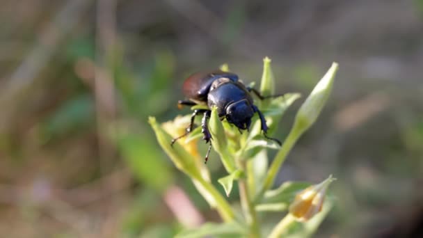 Wild Flower Med Dead Stag Beetle Sløret Natur Baggrund Tæt – Stock-video