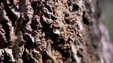 Yaklaş, Kahverengi Karınca Ordusu Parlak Güneş Işığında Ağaç Kabuğunda Sürünüyor. Ağır çekim. Güneş ışınları altında ağaçta karıncalarla boğuşuyor. Böcek böcekleri. Ağaç kabuğunun arka planı, doğa. Bulanık. Vahşi yaşam.