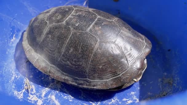 Close Caught River Turtle Escondido Sua Concha Uma Tigela Azul — Vídeo de Stock