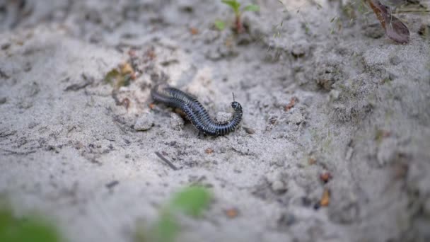 Två Black Centipedes Parning Krypa Smutsiga Sand Och Torra Blad — Stockvideo