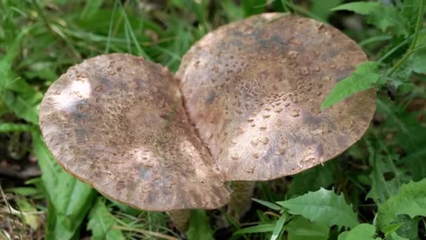 Aproape Două Ciuperci Mari Cresc Iarbă Verde Groasă Pădure Vedere — Videoclip de stoc