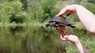Avrupa Gölet Kaplumbağası Tutan Kadın Eller Bulanık Nehir Altında. Yakalanmış bir kaplumbağa sürünür, kafasını kabuğundan çıkarır pençelerini ve bakışlarını hareket ettirir. Güneşli yaz günü, günbatımı, güneş parlıyor.
