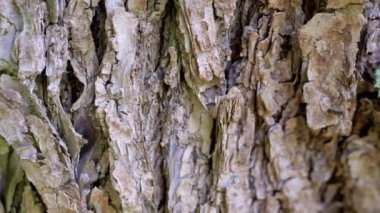Yaklaş, Yaşlı Kuru Ağaç Kabuğu ve Sürünen Karıncalar. Çam ağacı. Kamera ağaç gövdesi boyunca hareket ediyor. Kaba doğal doku, yapısal ahşap. Bulanık hareket. Doğa geçmişi. Güneş ışığı. Soyut.