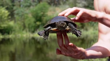 Bulanık bir Nehir Altında Avrupa Göleti Kaplumbağası Tutan Erkek Eller. Yakalanmış bir kaplumbağa sürünür, kafasını kabuğundan çıkarır pençelerini ve bakışlarını hareket ettirir. Güneşli yaz günü, günbatımı, güneş parlıyor.