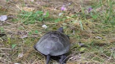 Kaplumbağa, Kalın Çimen boyunca dökülen yapraklarla birlikte nehre doğru sürünüyor. Arkadan bak. Yakın plan. Avrupa gölet kaplumbağası pençelerini hareket ettirir, etrafa bakar. Güneşli bir yaz gününde doğada yürümek..