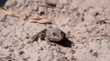 Islak Kurbağa, Kumda Kirlenmiş, Kumda Oturuyor, Parlak Güneş Işığında Parıldıyor. Portre. Kamuflajlı kurbağa, yüzünü patisiyle yıkıyor. Gölge. Gün batımı. Güneşli bir gün. Boşluğu kopyala.