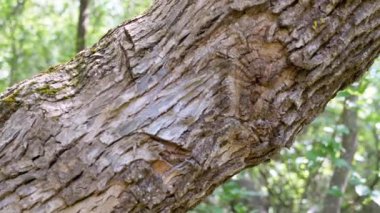 Yaklaş, Moss, küflü ve sürünen karıncalarla kaplı Eski Ağaç Kabuğu. Çam ağacı. Kamera ağaç gövdesi boyunca hareket ediyor. Kaba doğal doku ahşabı. Bulanık doğa geçmişi. Güneş ışığı. Soyut.
