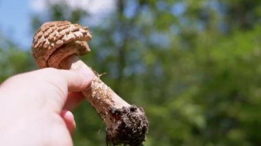 Bulanık Ağaçların Arkaplanı Mavi Gökyüzü 'nde Zehirli Mantar Tutmak. Kapatın. Soluk mantar mantarı. Kökleri sökülmüş tehlikeli mantar. Mevsimlik mantar toplama. Tahta. Doğa.