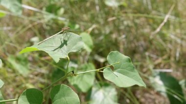 Geriye Bakış, Dragonfly Yeşil Yaprak 'ın üzerinde Doğanın Arkaplanı' na karşı dinleniyor. Kapatın. Yusufçuk kanatları açık oturur. Bulanık yeşil doğa arka planı. Sympecma fusca. Gün batımı. Vahşi yaşam.