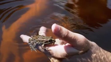 Yaklaş, Çocuk Gölde Yüzerken Su Altında Bir Kurbağayla Oynuyor. Benekli kurbağa, gün ışığında suya yansıyan bir çocuğun elinde oturur. Yaz, açık hava eğlencesi. Vahşi yaşam. Keşif. Çocukluk.