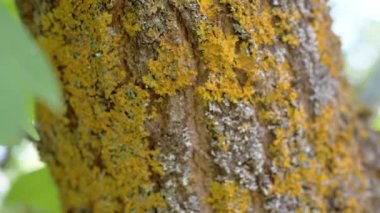 Yaklaş, Moss, küflü ve sürünen karıncalarla kaplı Eski Ağaç Kabuğu. Çam ağacı. Kamera ağaç gövdesi boyunca hareket ediyor. Kaba doğal doku ahşabı. Bulanık doğa geçmişi. Güneş ışığı. Soyut.