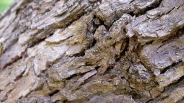 Yaklaş, Moss, küflü ve sürünen karıncalarla kaplı Eski Ağaç Kabuğu. Çam ağacı. Kamera ağaç gövdesi boyunca hareket ediyor. Kaba doğal doku ahşabı. Bulanık doğa geçmişi. Güneş ışığı. Soyut.