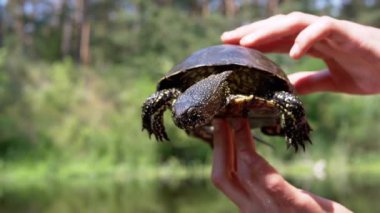 Bulanık bir Nehir Altında Avrupa Göleti Kaplumbağası Tutan Erkek Eller. Yakalanmış bir kaplumbağa sürünür, kafasını kabuğundan çıkarır pençelerini ve bakışlarını hareket ettirir. Güneşli yaz günü, günbatımı, güneş parlıyor.