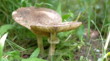 Yaklaş, İki Büyük Zehirli Mantar Ormandaki Yeşil Çimende Büyür. Yan görüş. Doku. Soluk mantar mantarı. Kahverengi, benekli, pürüzlü, lamellar şapkalı zehirli mantarlar. Bulanık.