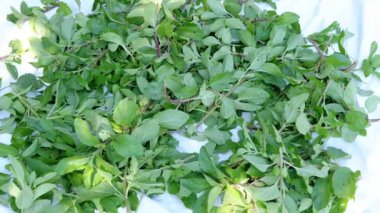 Taze Yeşil Nane Yaprakları Yığını Beyaz Arkaplanda. Nane şekeri topladım. Emekleyen böcekler, uçan yusufçuk. Güneş ışığı. Geçmişi. Hasat edilen nane dışarıda kurutulur. Doğa. Çaya karşılık bitki. Büyüt.